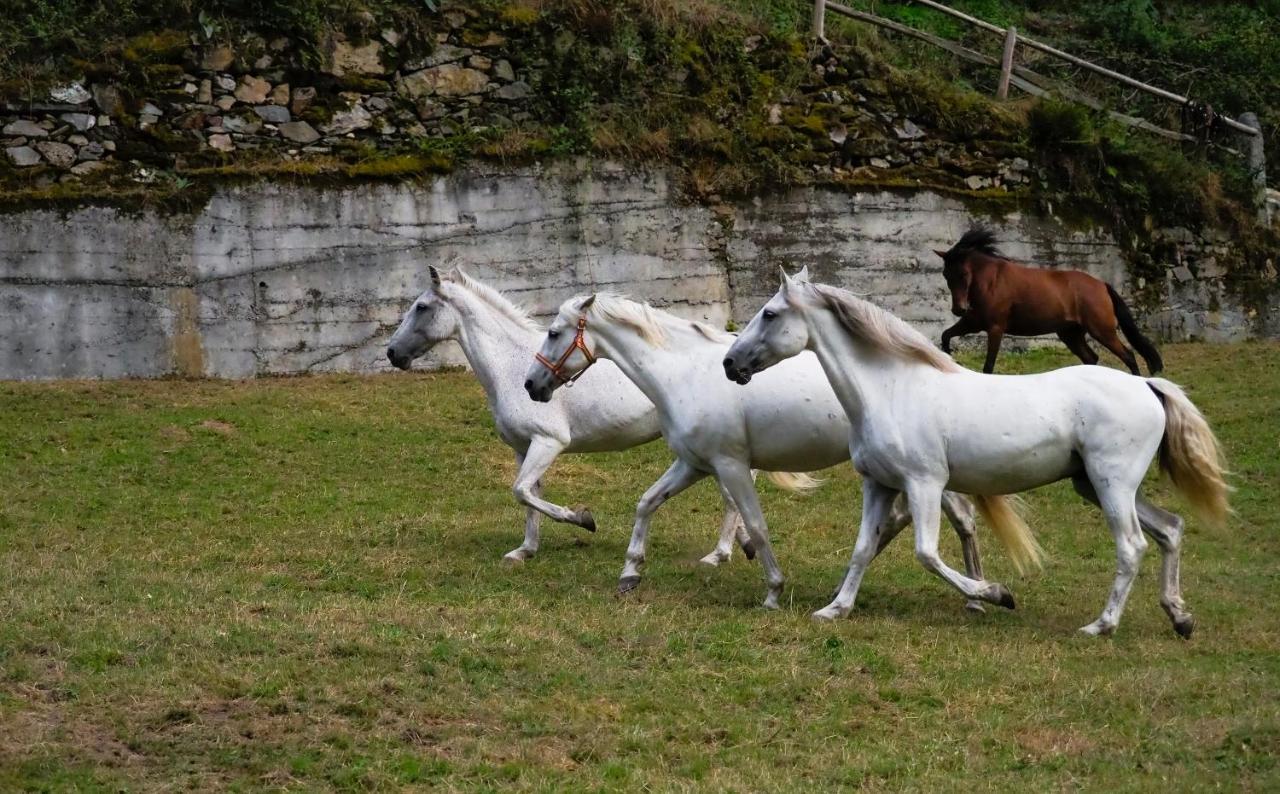 Hotel Rural Las Montanas De Pumar Besullo Εξωτερικό φωτογραφία
